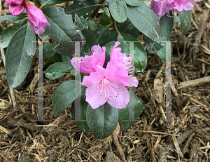 Picture of Rhododendron (subgenus Rhododendron) 'PJM Elite'