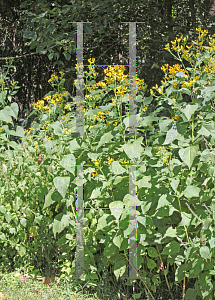 Picture of Verbesina alternifolia 
