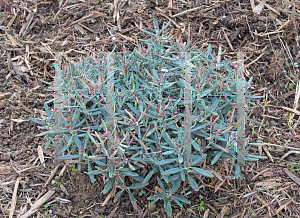 Picture of Andromeda polifolia 'Blue Ice'