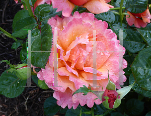 Picture of Rosa  'HARpageant (Easy Does It)'