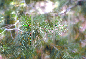 Picture of Pinus virginiana 