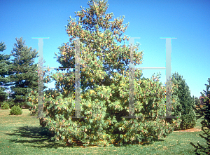 Picture of Pinus wallichiana 