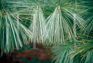 Picture of Pinus wallichiana 