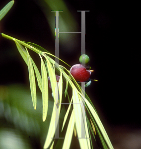 Picture of Podocarpus macrophyllus 