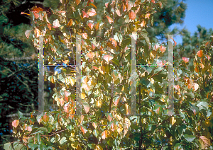 Picture of Prunus armeniaca 