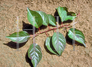 Picture of Prunus x blireana 