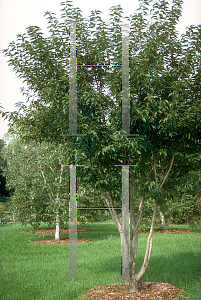 Picture of Prunus buergeriana 