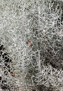 Picture of Leucophyta brownii 'Silver Bush'