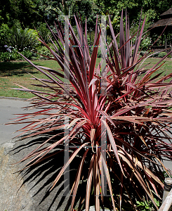 Picture of Cordyline banksii 'Sprilecpink (Electric Pink)'