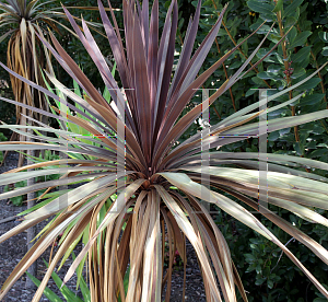 Picture of Cordyline australis 'Red Star'