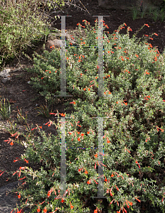 Picture of Epilobium canum ssp. latifolium 
