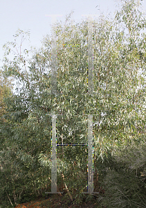 Picture of Eucalyptus rodwayi 