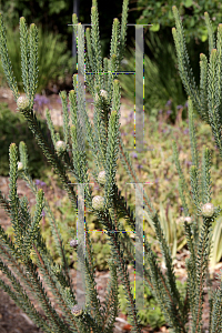 Picture of Leucadendron linifolium 