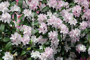 Picture of Rhododendron (subgenus Azalea) 'Windbeam'
