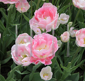 Picture of Tulipa  'Angelique'