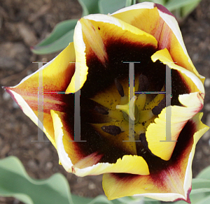 Picture of Tulipa  'Gavota'