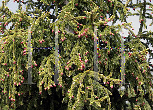 Picture of Picea orientalis 'Skagit'