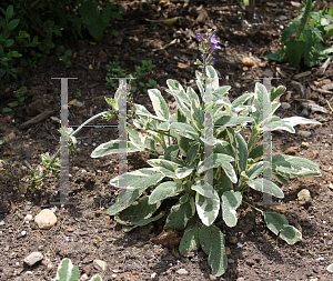 Picture of Salvia officinalis 'Variegated Berggarten'