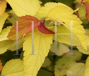 Picture of Spiraea japonica 'NCSXI (Double Play Candy Corn)'