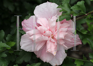 Picture of Hibiscus syriacus 'JWNWOOD4 (Pink Chiffon)'