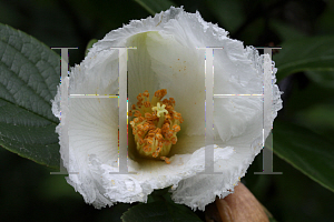 Picture of Stewartia pseudocamellia 