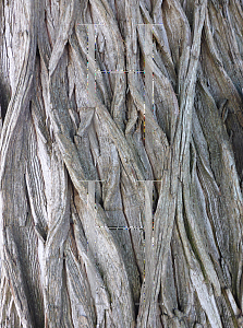 Picture of Taxodium mucronatum 