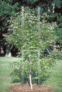 Picture of Fraxinus texensis 