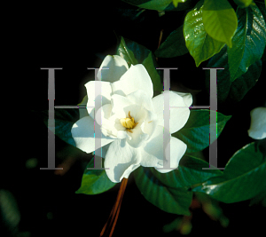 Picture of Gardenia augusta 