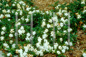 Picture of Gardenia augusta 'Prostrata'