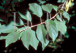 Picture of Halesia tetraptera 