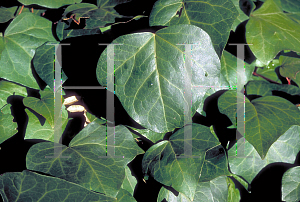 Picture of Hedera canariensis 