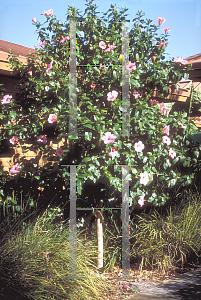 Picture of Hibiscus rosa-sinensis 