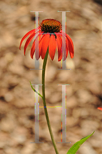 Picture of Echinacea  'Tomato Soup'