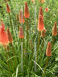 Picture of Kniphofia  'Alcazar'