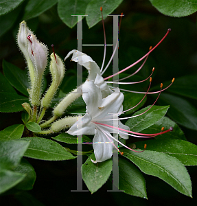 Picture of Rhododendron arborescens 