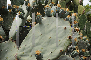 Picture of Opuntia robusta 