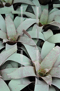 Picture of Vriesea saundersii 