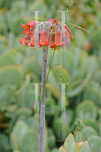 Picture of Cotyledon orbiculata 