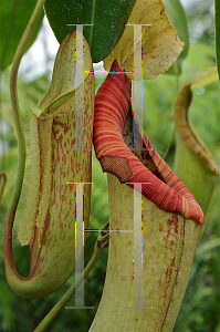 Picture of Nepenthes spp. 