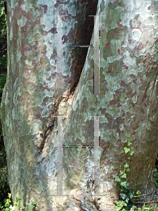 Picture of Pinus bungeana 