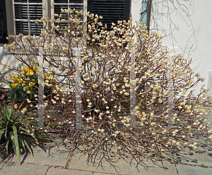 Picture of Edgeworthia chrysantha 
