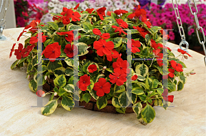 Picture of Impatiens walleriana 'Center Stage'
