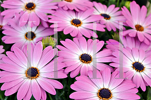 Picture of Osteospermum  'Summeretime Pink Charme'