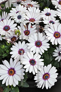 Picture of Osteospermum  'Summertime Sweet White'