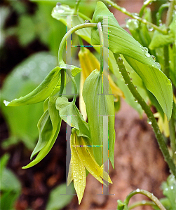 Picture of Uvularia grandiflora 