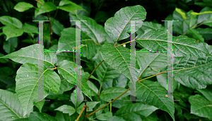 Picture of Toxicodendron radicans 