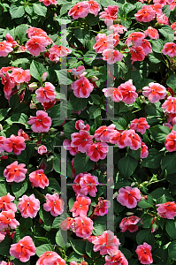 Picture of Impatiens walleriana 'Balpapina (Patchwork Pink Shades)'