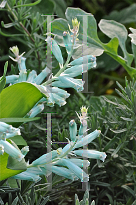 Picture of Lachenalia viridiflora 
