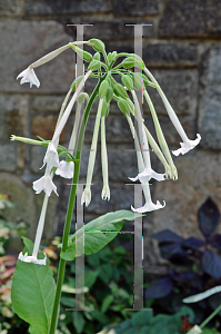Picture of Nicotiana sylvestris 