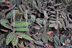 Picture of Pellionia pulchra 